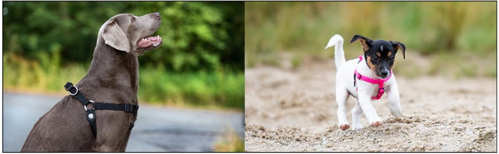 Шлейка для собак DDOXX Nylon Step-In, світловідбиваюча, регульована, анти-вислизання | для маленьких та великих собак, котів, цуценят | для авто | помаранчевий, розмір M