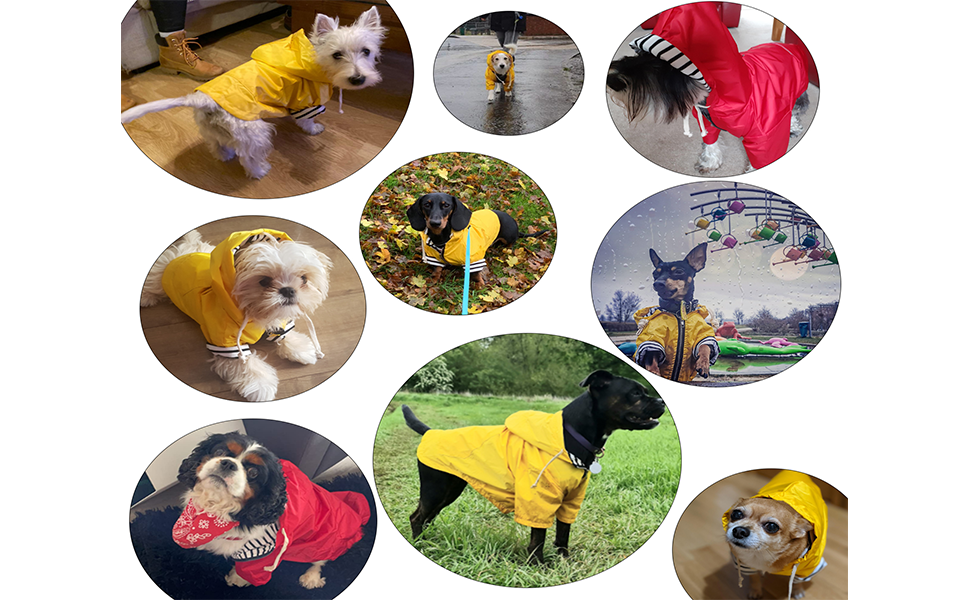 MOREZI Водонепроникний дощовик для собак з захистом лап та міцною капюшоном - Легкий, для малих/середніх порід - Застібка-блискавка, регульований шнурок, синій, S (Обхват грудей: 43-48 см), колір 'Глибокий синій'