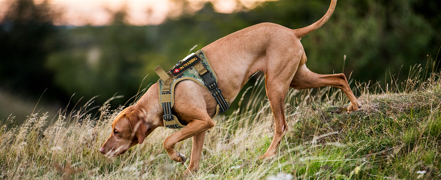 Нашийник для собак Rabbitgoo середнього розміру, анти-тяговильний, регульований з ручкою, міцний, з металевими пряжками, для піших прогулянок (M, L), камуфляжний, коричневий