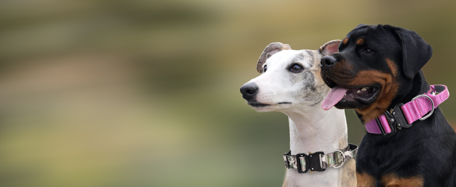 TSPRO Преміум нашийник для собак з ручкою, тактичний, товстий, регульований, для середніх та великих собак (Помаранчевий L), розмір ручки L, регулювання 44.5-62.2 см