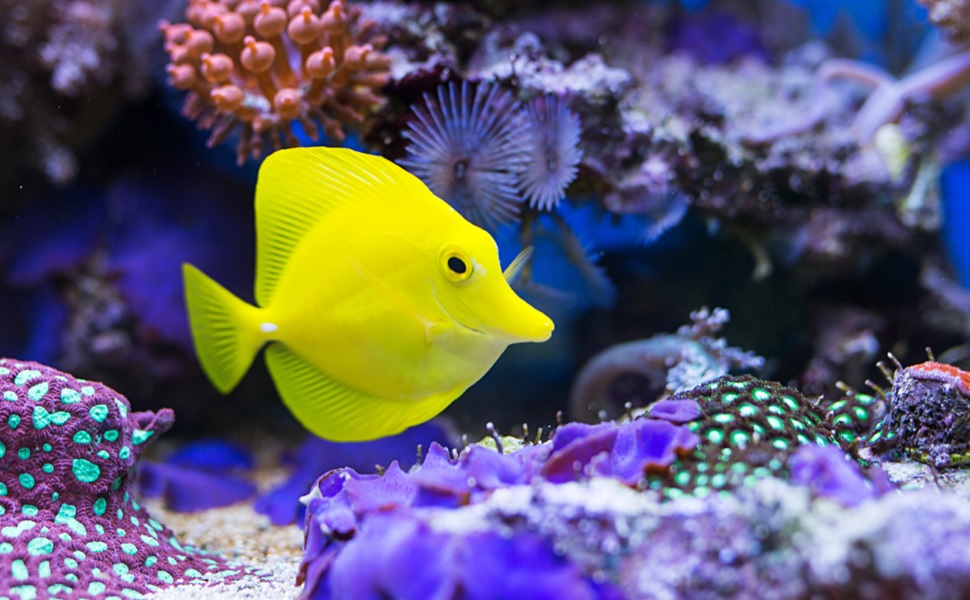 Спасальний жилет для собак Croci C6020097, 45 см