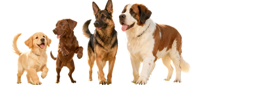 Диван для домашніх тварин, ортопедичний лежак для котів та собак, миючий диван для собак, стійкий до подряпин, нековзний, для великих, середніх та малих собак та котів (1шт, L)