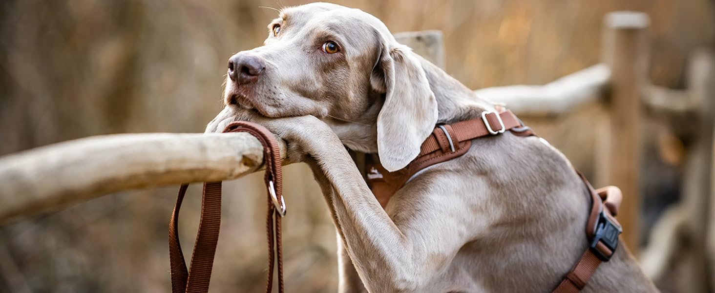 Шлейка для собак Freudentier з м'якою сітчастою підкладкою - максимальний комфорт, надійна фіксація та безпека - антирізний передній кілечко - нагрудник для великих, середніх та маленьких собак (Помаранчевий, L) L Помаранчевий