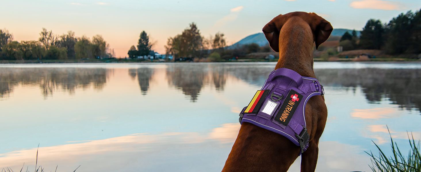 Нагрудник для собак Rabbitgoo середнього розміру, анти-тяга, регульований з ручкою, міцний, тактичний, з металевими пряжками для прогулянок (M, фіолетовий)