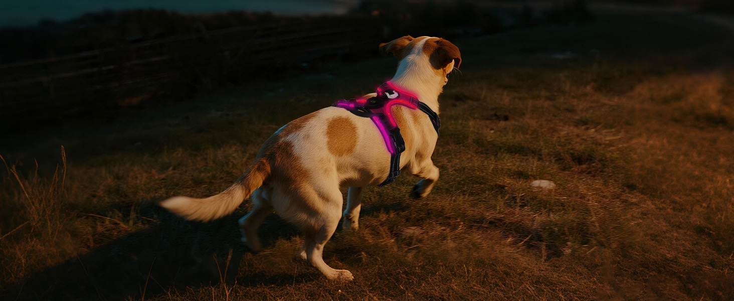 Світловідбиваючий нашийник для собак Joytale з LED, для середніх собак, без натягування, з ручкою, регульований, для нічних прогулянок, зелений, розмір M