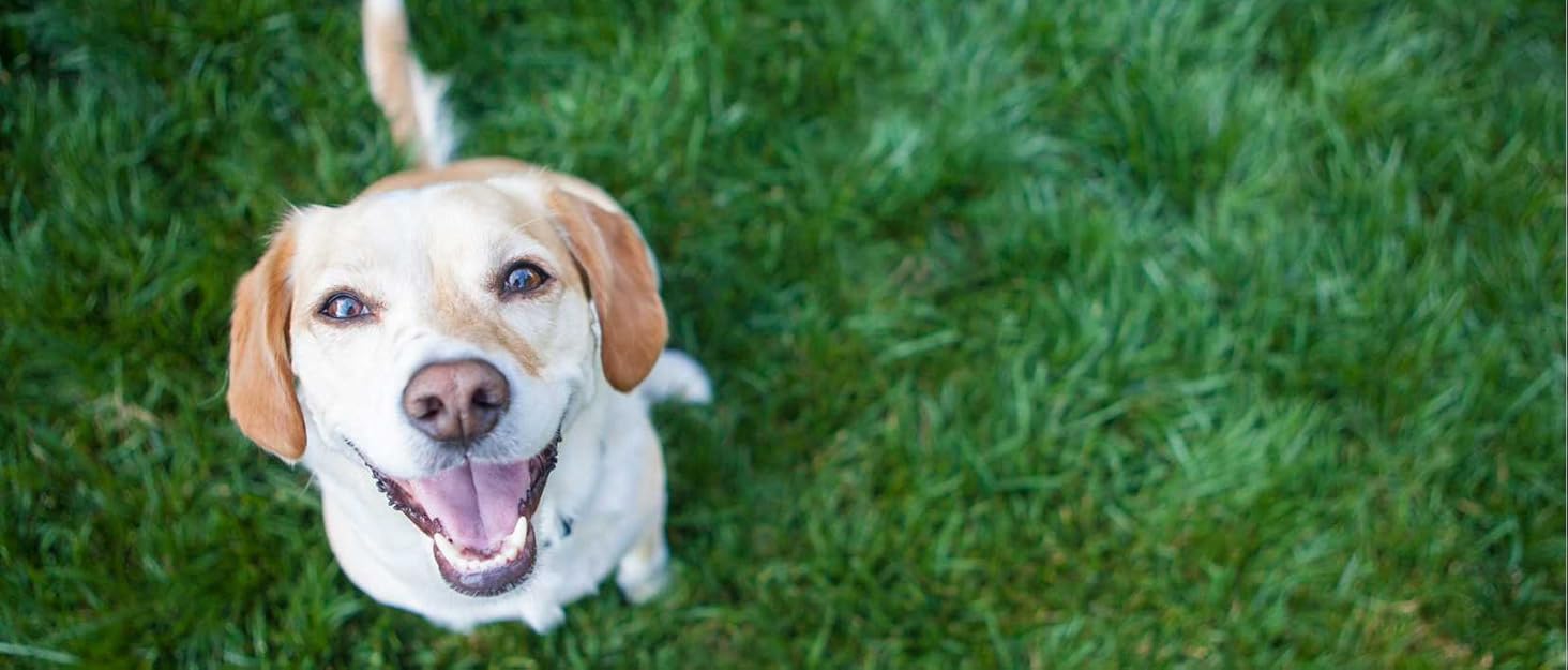 Складаний бокс для собак Ownpets L 81x58.4x58.4 см, переноска з водонепроникної тканини, з додатковою сумкою для зберігання