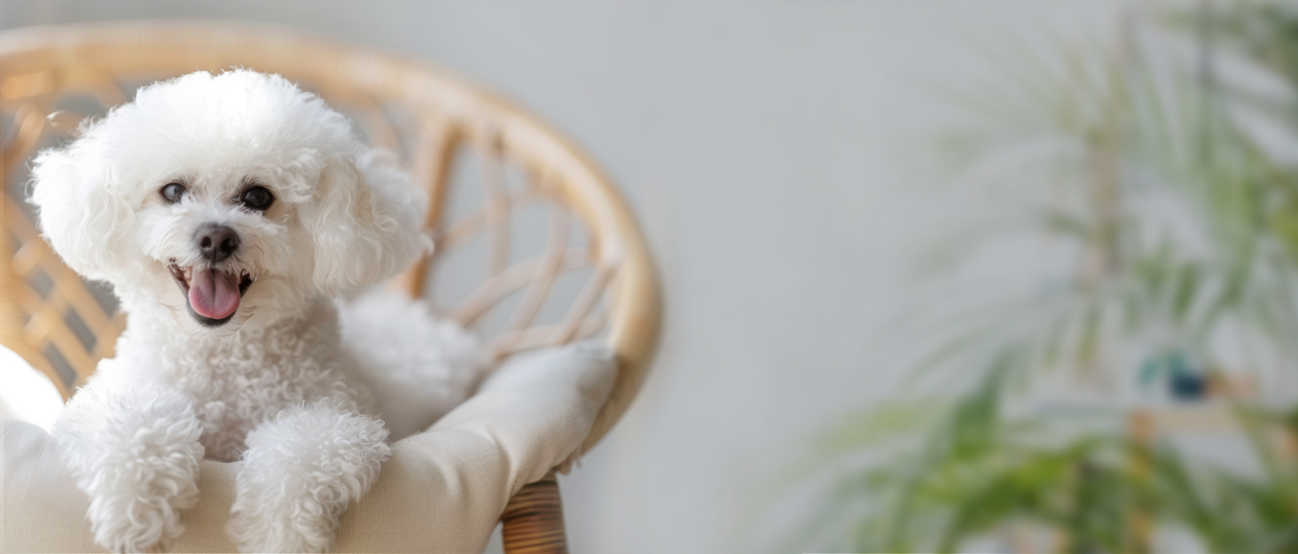 Рулетка для собак MiOYOOW, 3 м, автоматична, з відбиваючим тросом, для маленьких собак і котів, біла