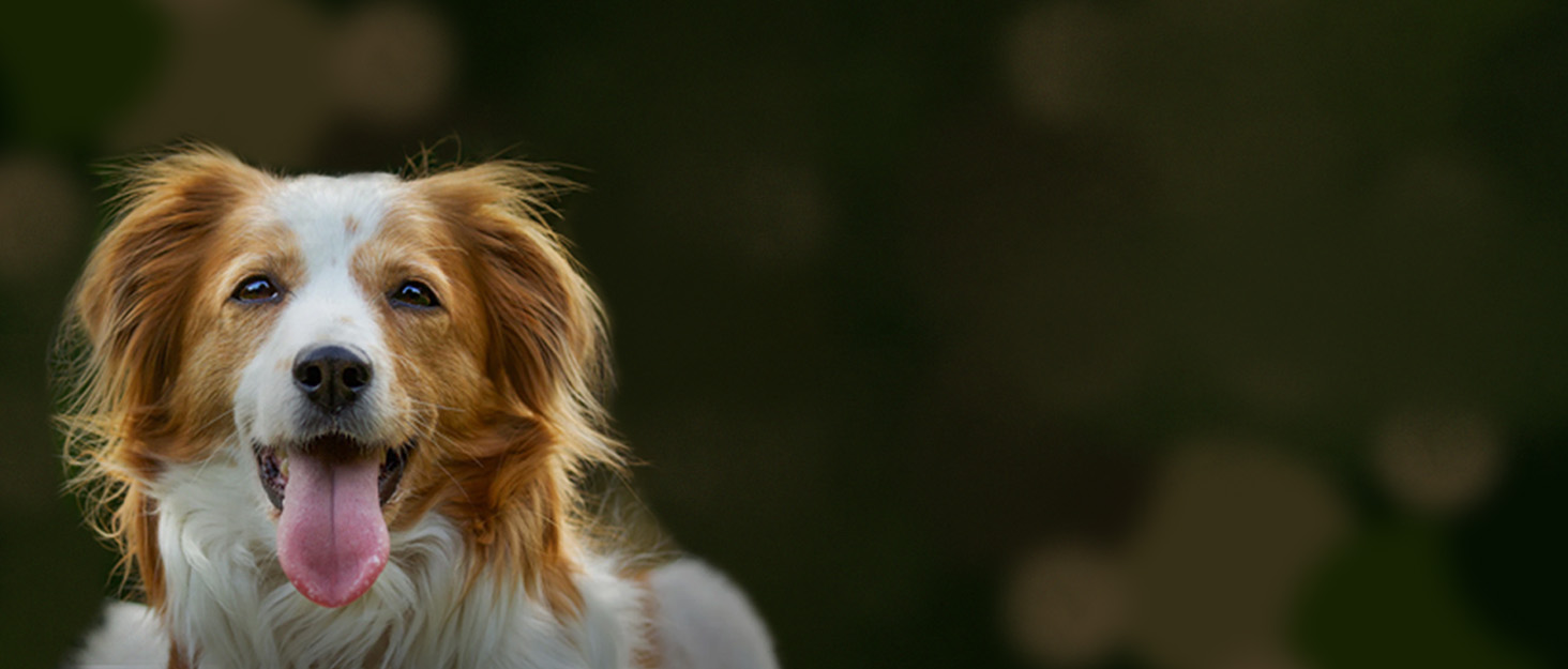 Крісло-лежанка для собак середніх порід – лежанка-кошик, водонепроникна, міцна, сіра, 75 x 55 x 20 см