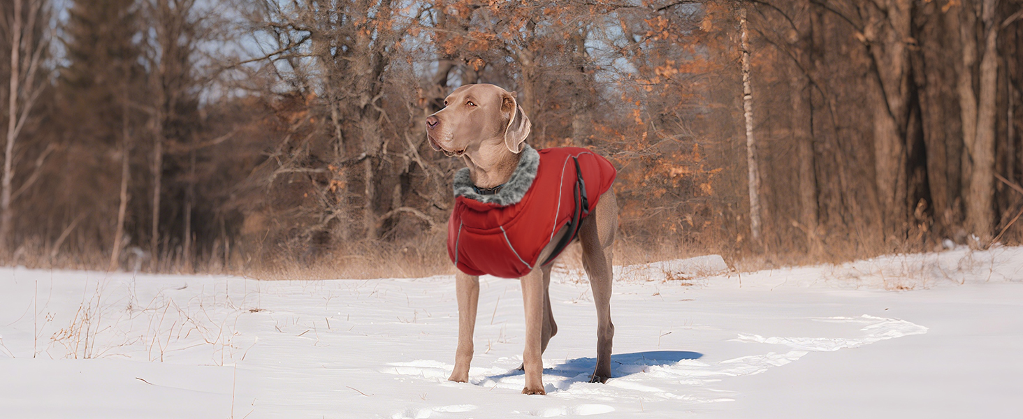 Водонепроникний зимовий теплий одяг для собак - куртка, жилет для чихуахуа, французького бульдога (Червоний, S)