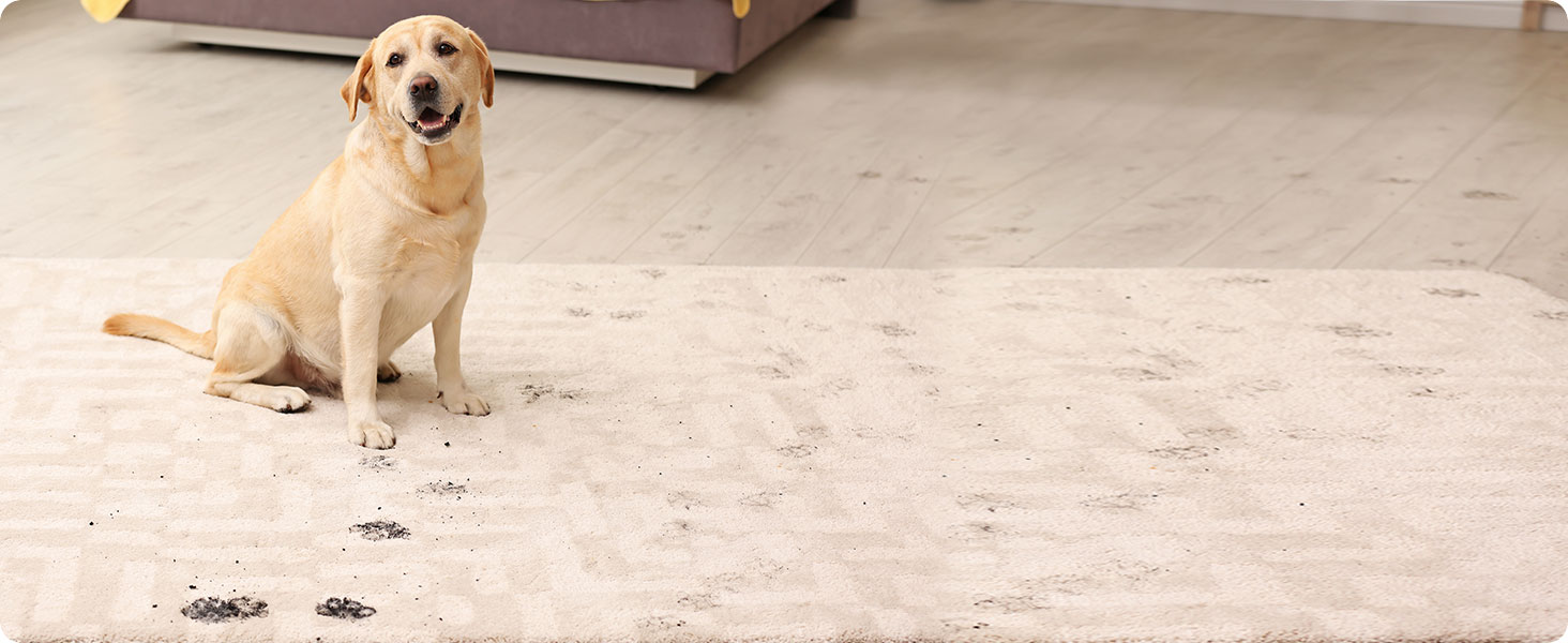 BluePet Очищувач лап для собак: видаляє бруд та сміття з лап | З мікрофібровою ганчіркою | PfotenBlitz, розмір XXL (від 25 кг)