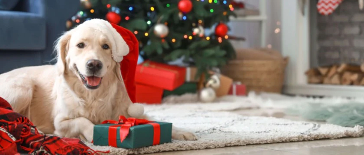 Контейнер для корму Morezi для собак, білий: зручна коробка для зберігання з місткою ємністю, лопаткою та кришкою, ідеально для організації корму. Також підходить для котячого корму (чорний)