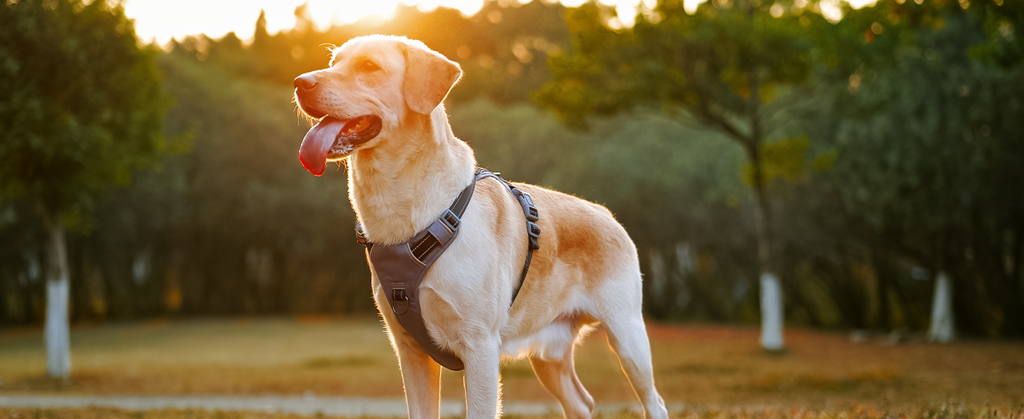 Шлейка для собак Huntboo Anti-Zug, проти вислизання, для малих, середніх та великих собак, не тягне, з світловідбиваючими елементами та 2 карабінами, не дає змогу душитися, регульована для тренувань та бігу (Чорний, S)