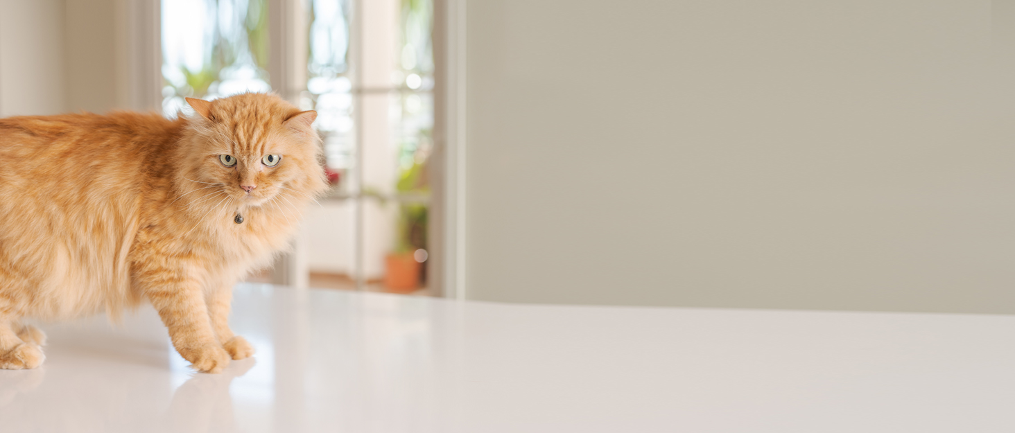 Набір мисок для котів Vikcvcsc 5 шт. з антиковзким дном, керамічні, для котів, кошенят та дрібних тварин