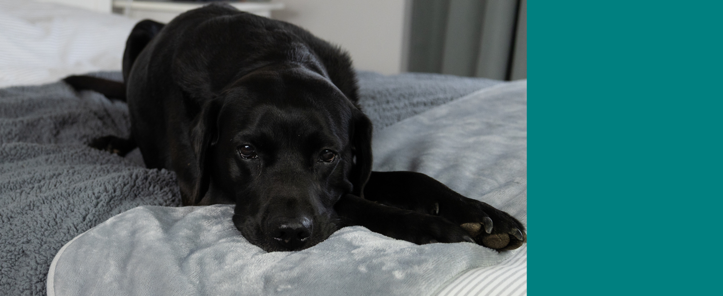 Водонепроникний коврик для собак великих порід - м'який фліс, зручний для дивана, авто, ліжка та захисту меблів, двосторонній, 100 x 120 см, сірий/сірий, фланель/шерпа