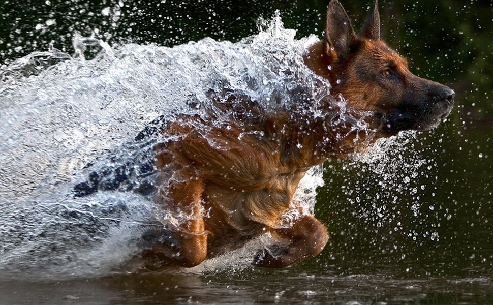 Нашийник для собак Dingo Gear, ручної роботи, міцний шнур, 2 обмежувачі, водонепроникний, для K9-тренувань, IGP, агітація, кусання, слухняність, чорний, L (S04049)