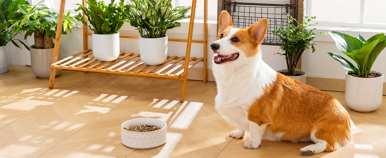 Миска для собак Malacasa з підставкою з горіхового дерева, 450 мл, подвійна миска для собак та котів, для корму та води, неслизька підставка, дизайн у формі п'ятипелюсткового клеверу та соти (1000 мл * 1, п'ятипелюстковий клевер)