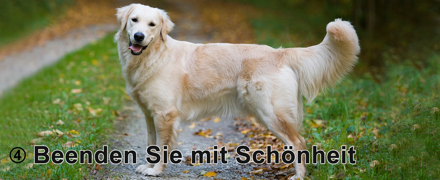 Набір професійних ножиць для грумінгу собак CIICII 10-в-1 з безпечними закругленими кінцями (для собак, котів, тварин). Підходить для стрижки, прорізування та формування шерсті. Срібно-чорний колір.