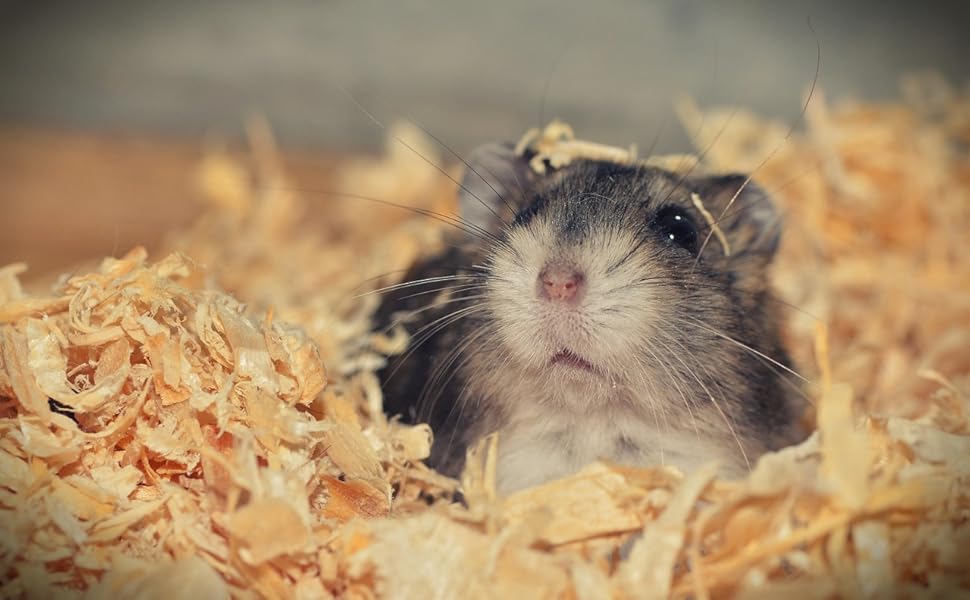 Клітка для хом'яків Mucola 60x35x30 см: дерев'яний загон для гризунів, мишей та щурів