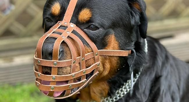 Корзина для собак L&J Pets з чорної шкіри для догів де бордо та буллмастіфів (DB2)