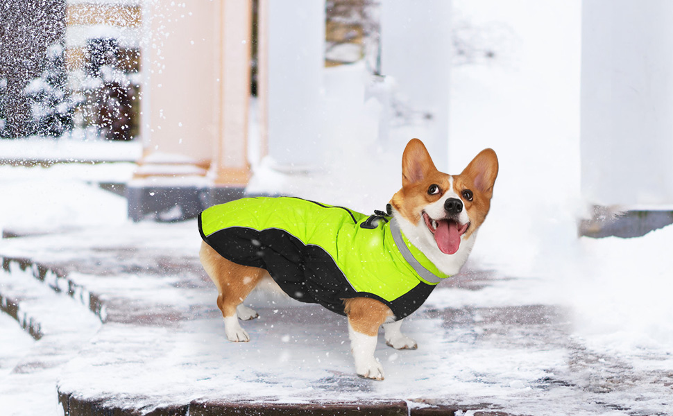 Зимова куртка для собак, водонепроникна, тепла, м'яка, вітрозахисна. З облаштуванням для повідка, світловідбиваюча, з блискавкою та регульованою застібкою. Для малих та середніх собак (Зелений, XL)