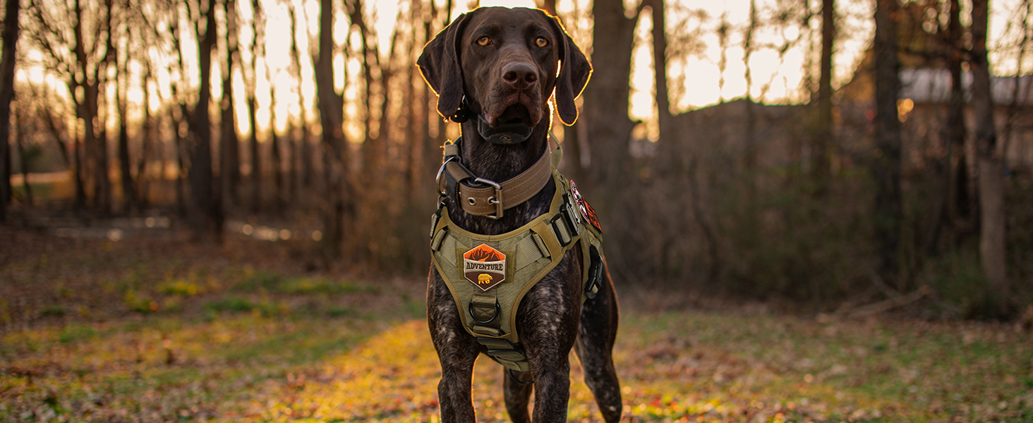 Шлейка для собак Rabbitgoo для великих собак без натягу, тактична нагрудна шлейка з MOLLE, металеві пряжки, дихаюча, військова, регульована, з підкладкою, L (1 шт., коричнева)