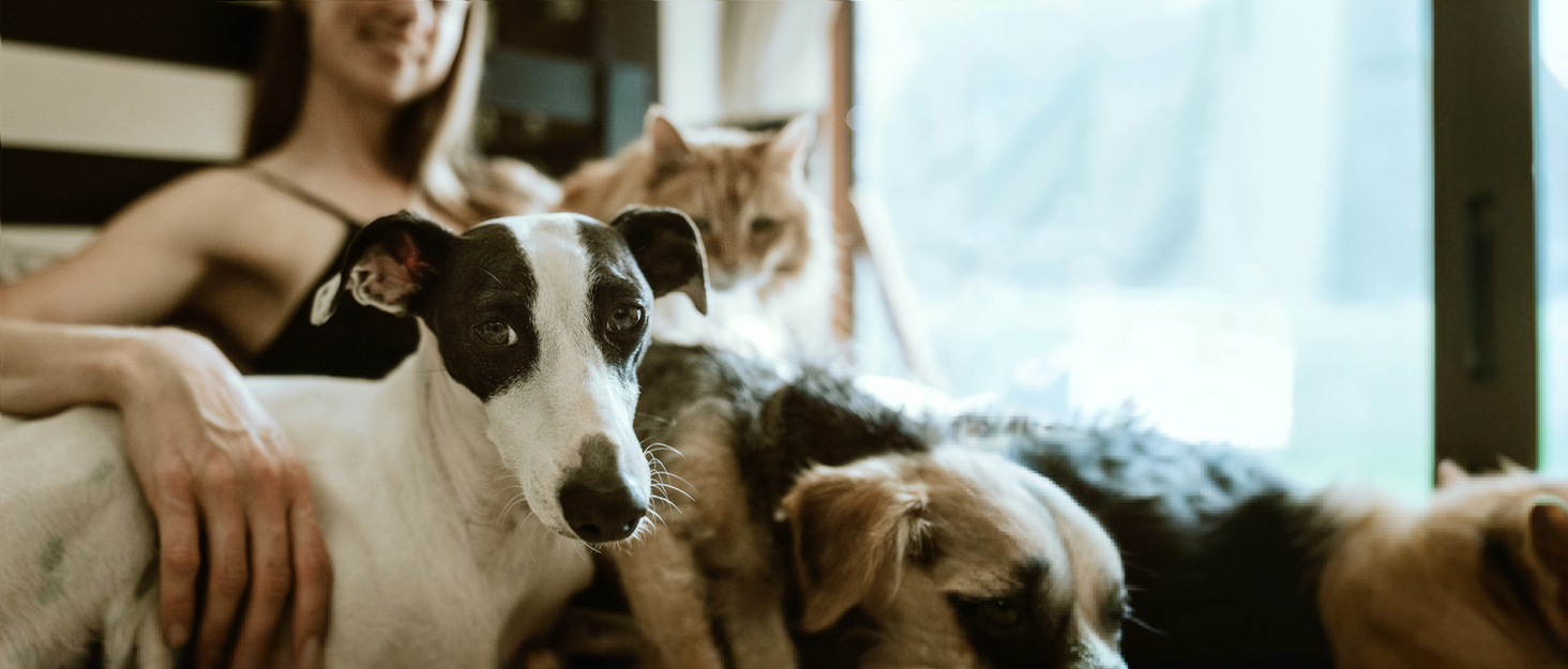 М'яке ліжко для собак та котів, зручне та тепле, дозатор стискання, прання, пончик, для маленьких та середніх собак та котів (L(70 см), 70см, рожеве)