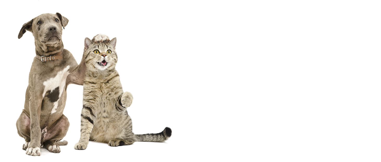 Ножиці для грумінгу домашніх тварин з округлими кінцями для вирівнювання шерсті