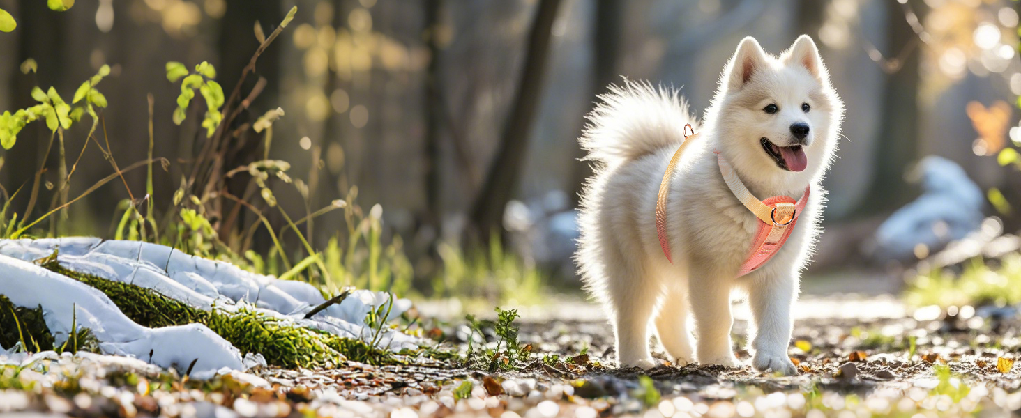 Нашийник для собак середніх порід TSPRO, не тягне, жовто-зелений градієнт, розмір 2 (40-70 см)