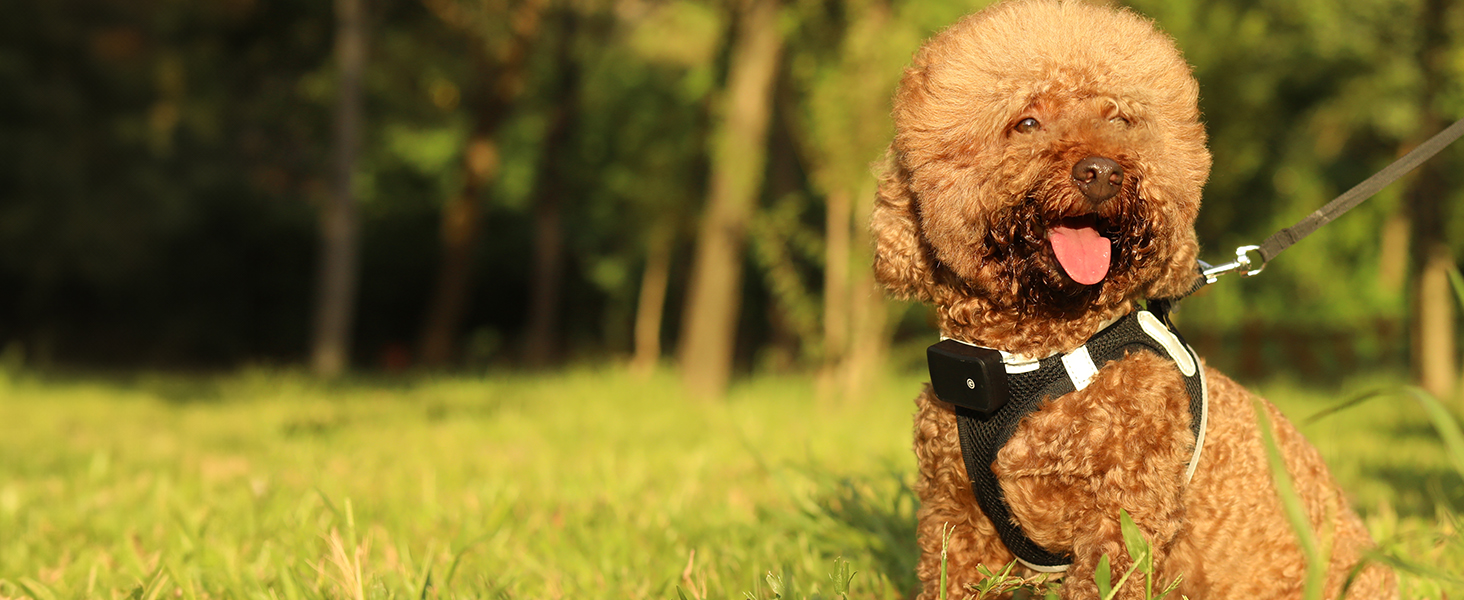 Світловідбиваючий нашийник для собак PcEoTllar з LED підсвічуванням (3 режими), зелений, для маленьких та середніх собак