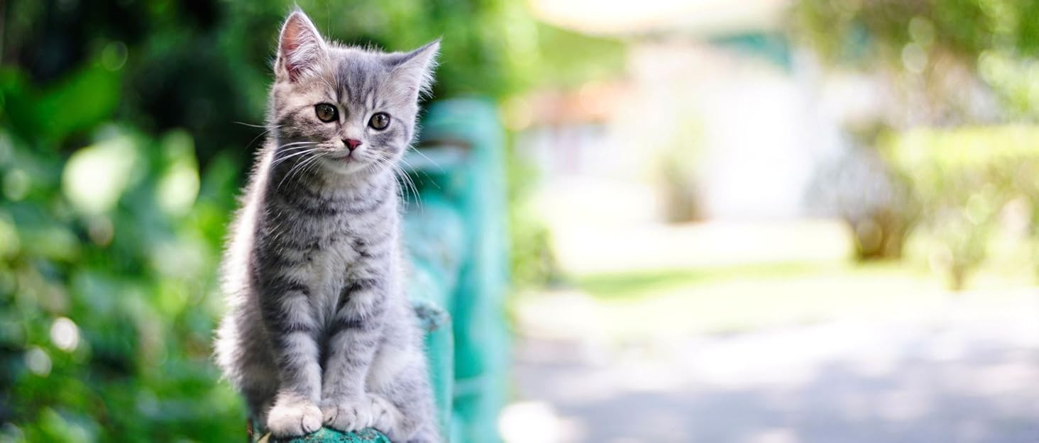 Кругле ліжко-бункер для собак та котів, 50 см, м'яке, зручне, легко миється | LOMUG