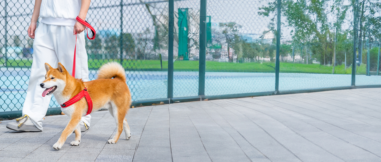 Нашийник для собак EXCELLENT ELITE SPANKER з PU матеріалу, з пряжкою, регульований, для малих, середніх та великих собак, чорний, червоний, синій (RED-L)