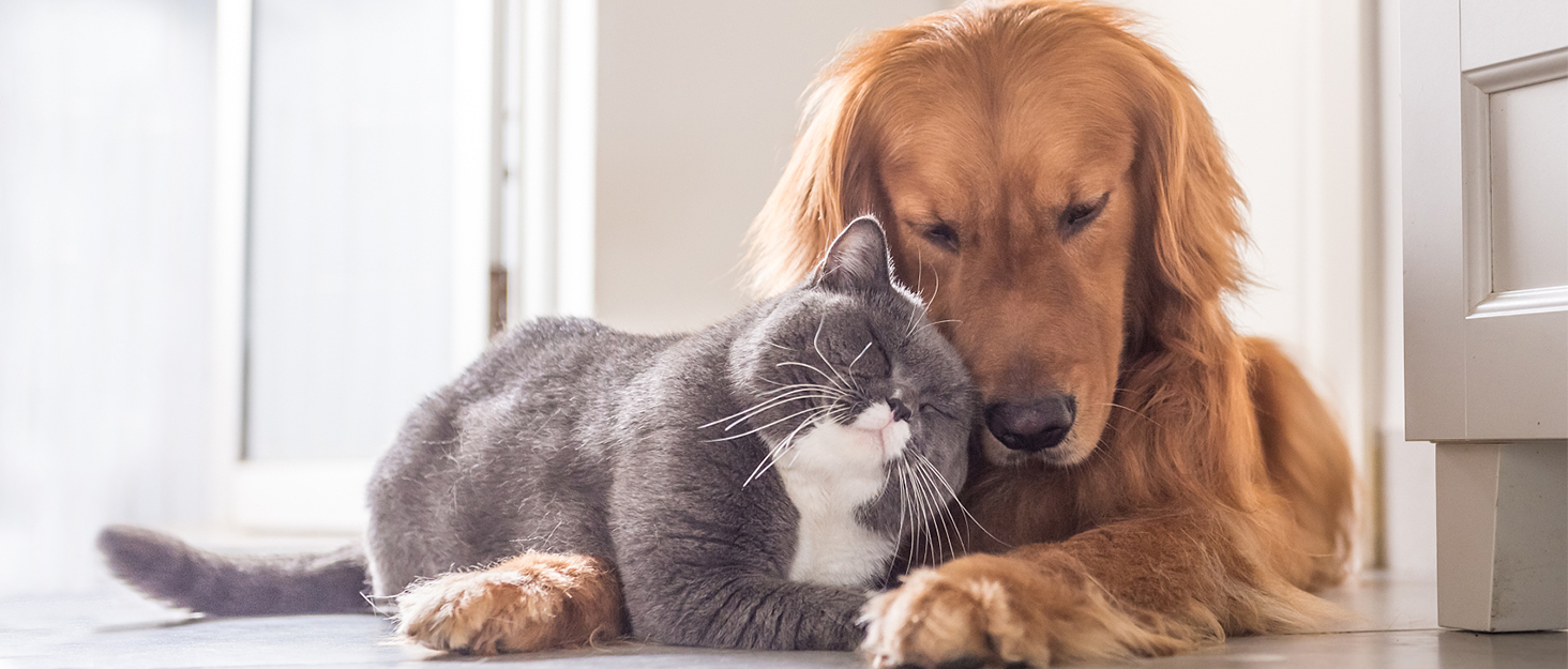 Регульований підлокітник для грумінгу собак з кліпсою, стіл для грумінгу з двома фіксаторами та шлейкою-гамаком, складаний аксесуар для догляду за тваринами для маленьких та середніх собак
