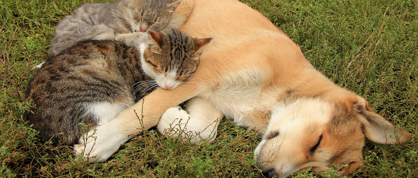 Двоповерховий будиночок для котів Dripex з фетру з подушкою, 30 x 35 x 35 см (Сова)