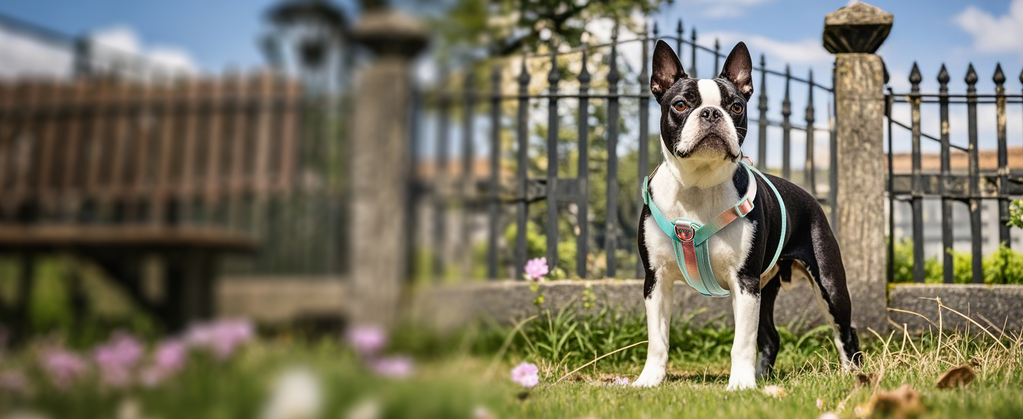 Нашийник для собак середніх порід TSPRO, не тягне, жовто-зелений градієнт, розмір 2 (40-70 см)