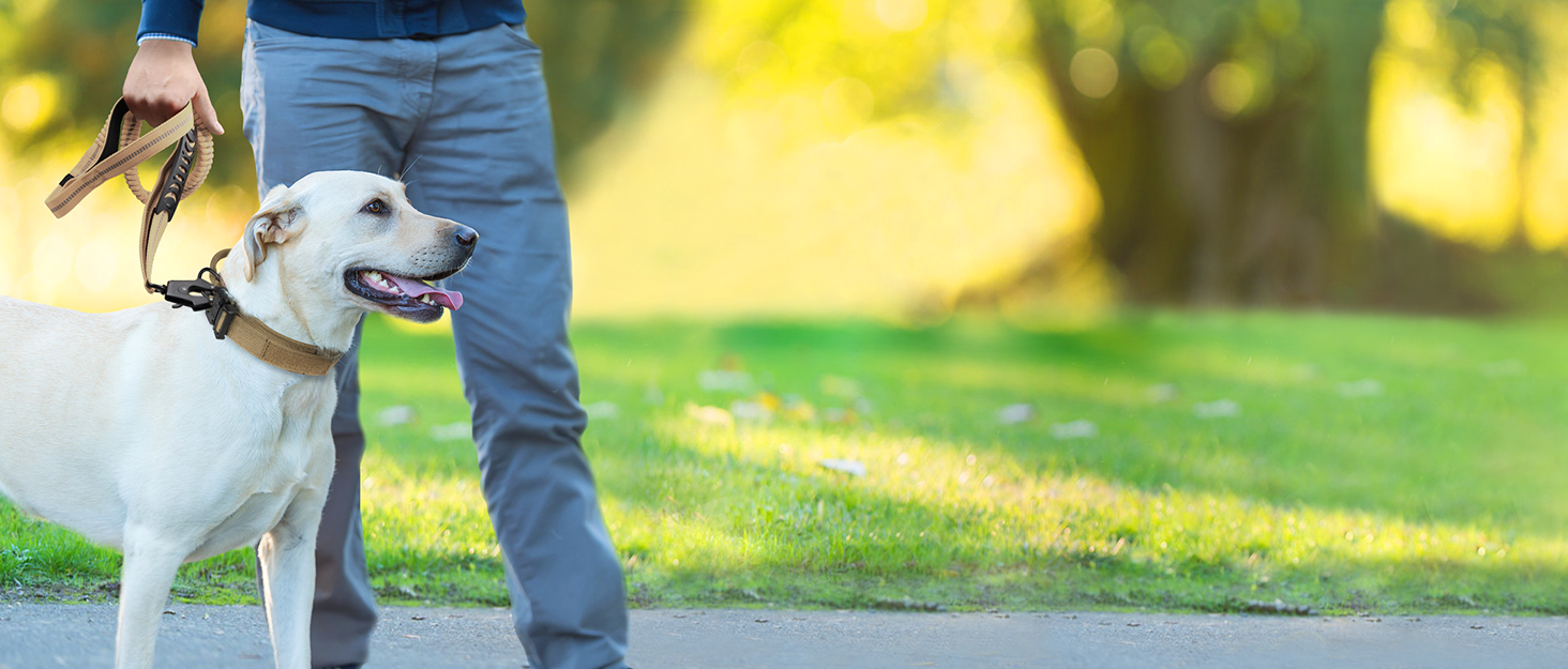 Тактична повідок для собак Joytale, 1.2м-1.8м, еластична (bungee), з 2 м'якими ручками, автофіксатор, без натягу для собак середніх, великих та екстра-великих порід, помаранчевий колір