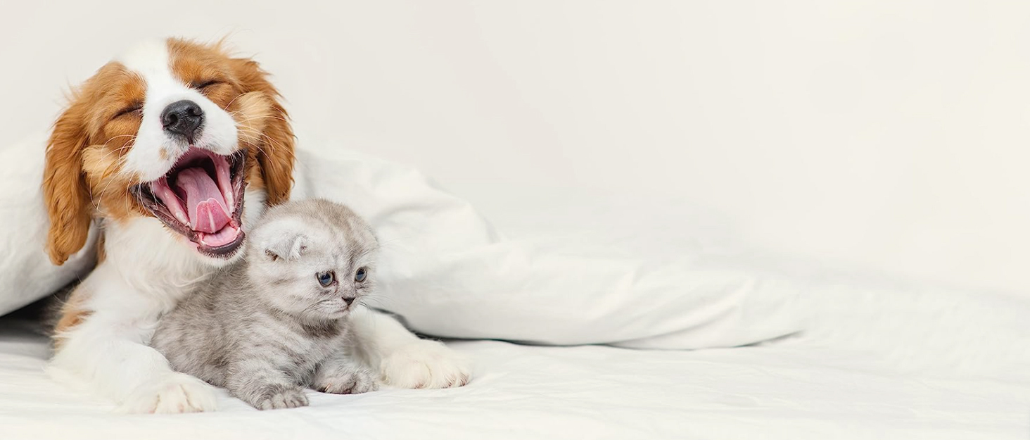 Airminti 4-в-1 Безшумна машинка для стрижки шерсті котів, USB-зарядка, 4 змінні насадки, машинка для собак, для догляду за очима/вухами/лапами/нігтями (Блакитна)