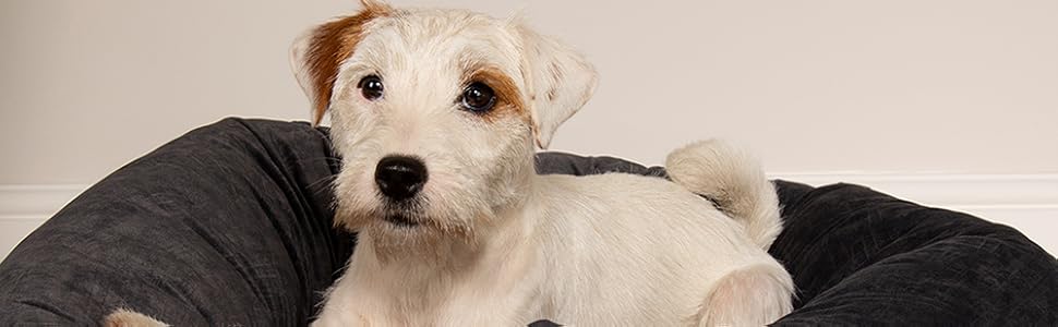 Нашийник для собак Scruffs Oslo Ringbett, розмір M, 55 см, сірий