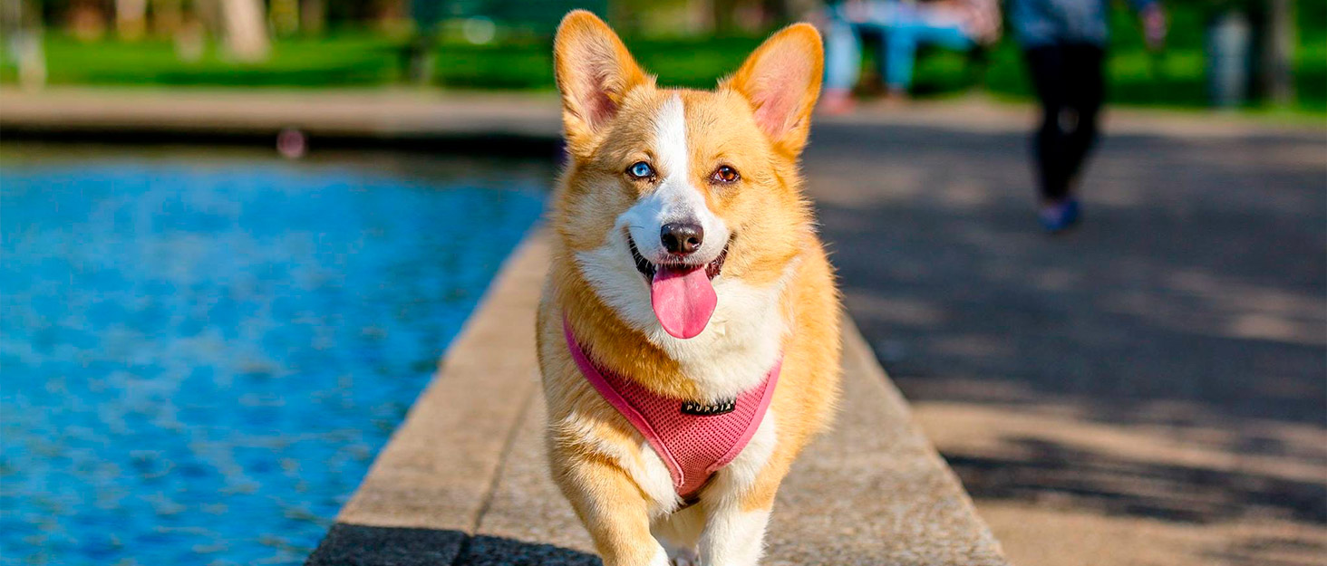 Кругле ліжко для собак та котів, 60 см, сіре. Зручне, м'яке, з антиковзним дном. Ліжко-софа для маленьких та великих тварин. Легко миється.