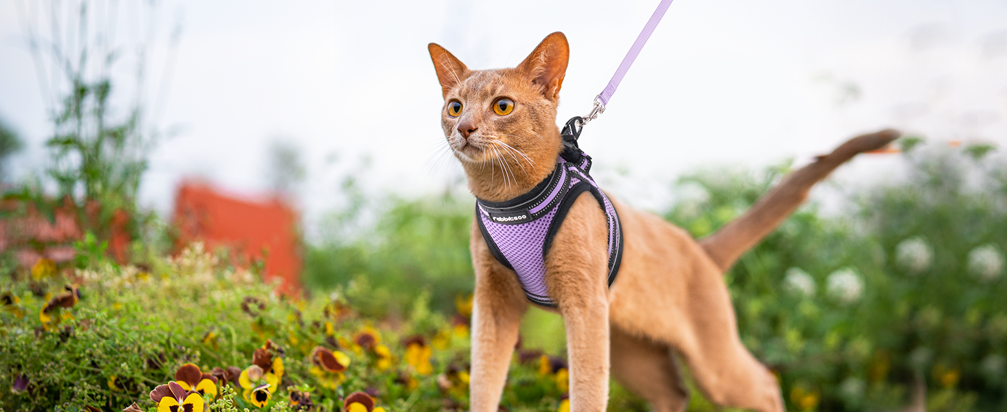 Нашийник та поводок для котів Rabbitgoo: безпечний, регульований, з відбиваючими смугами, для кошенят та дорослих котів, розмір M, світло-фіолетовий