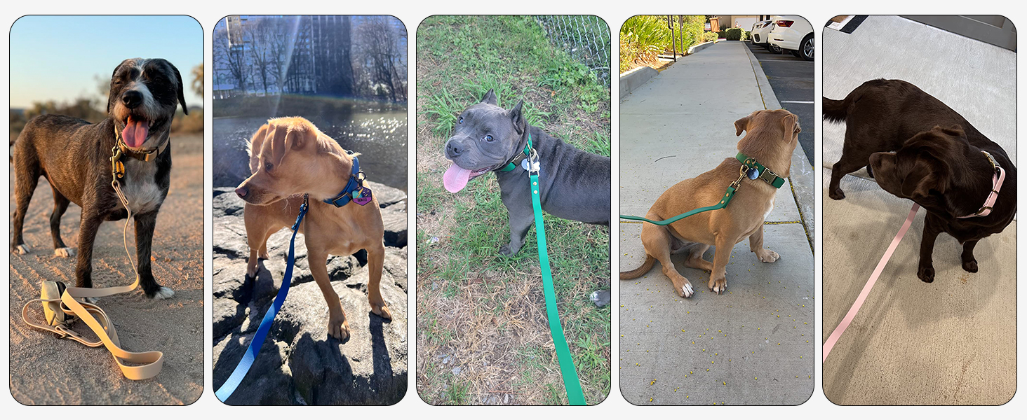 Набір повідка та нашийника для собак Wisedog: регульований, міцний нашийник та повідок для собак маленьких, середніх та великих порід, з тримачем для пакетів для екскрементів (M, пісочний колір). Розмір M (нашийник: 30-45 см; повідок: 1.5 м)