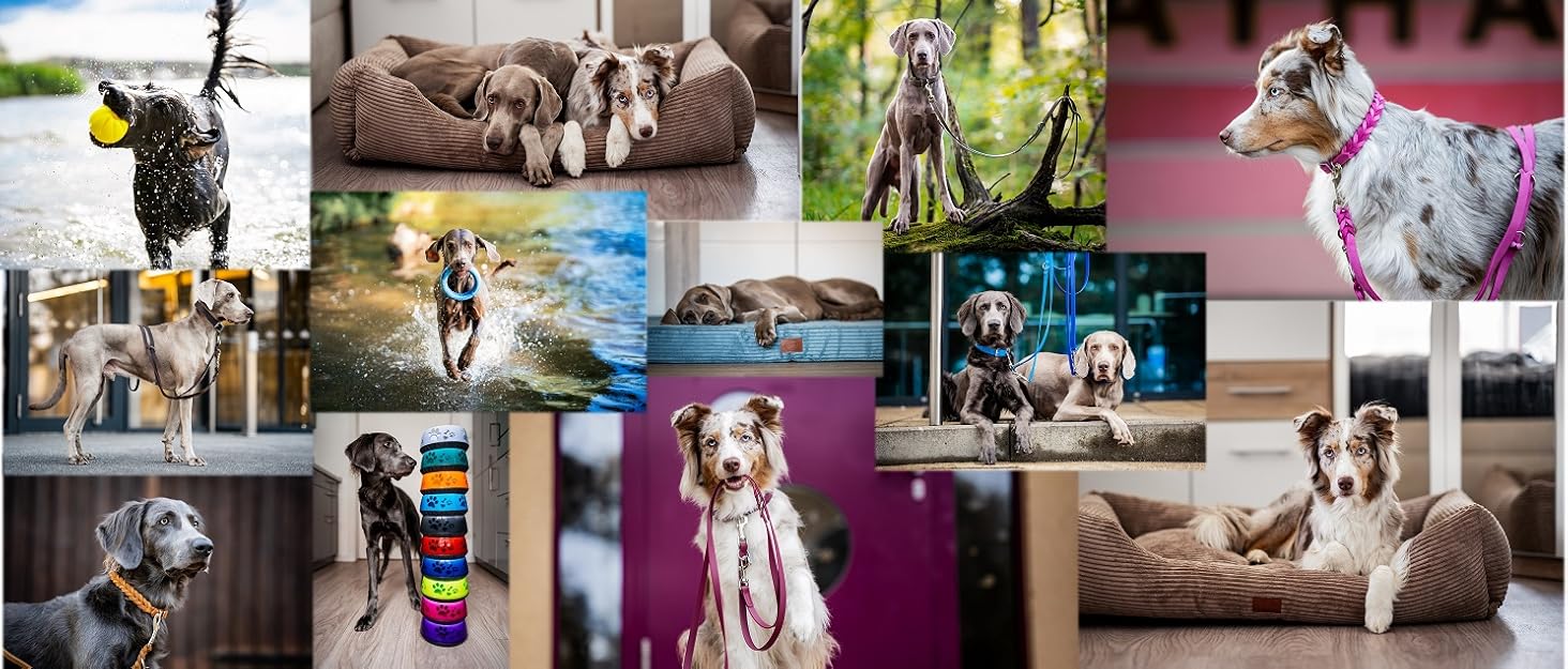 Ошийник для собак з можливістю персоналізації - XS-XXL - індивідуальне замовлення: вишивка імені та номеру телефону - широкий та регульований