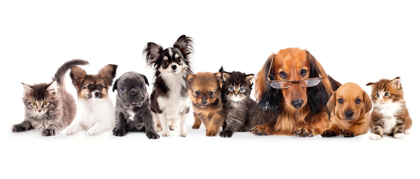 Водонепроникний дощовик для собак, дощова куртка з капюшоном для тварин, червоний, розмір XXL (56 см)