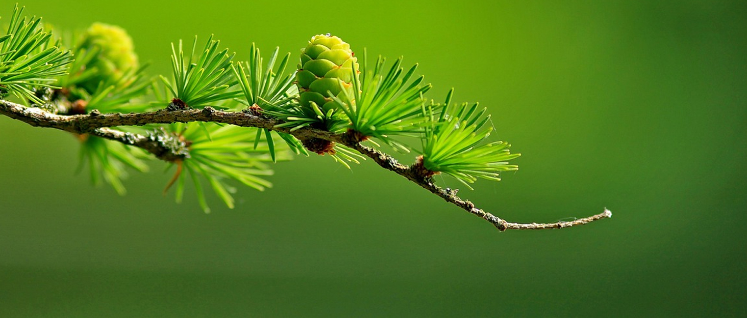 Підгодовувач для птахів на гачок, металевий годівник для диких птахів, годівниця для птахів у сад/на балкон