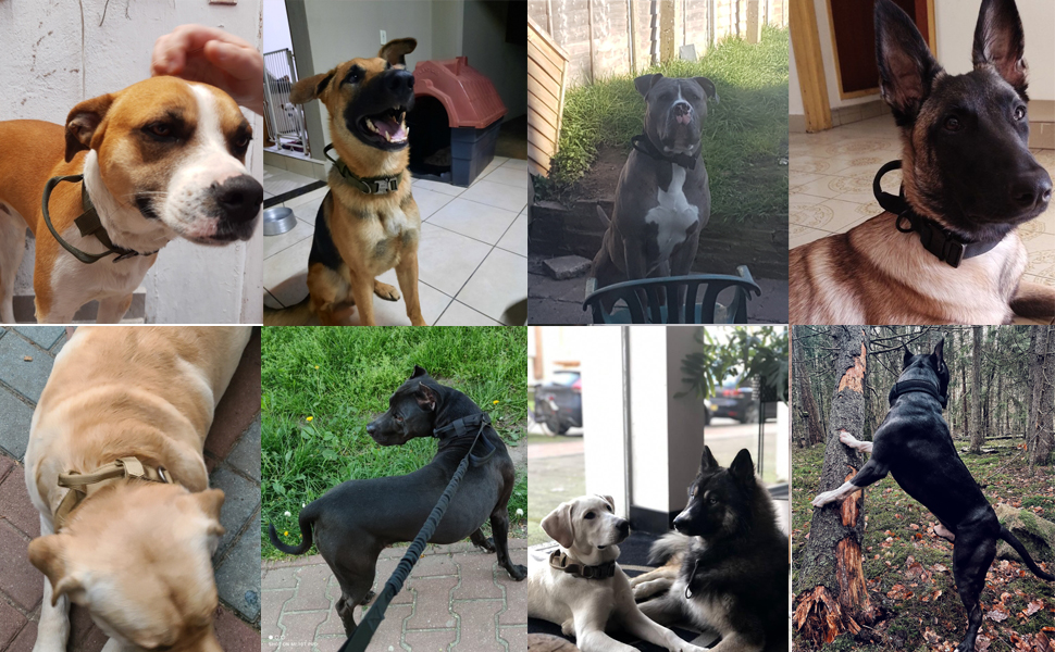 Нашийник для собак регульований з контролем, тактичний нашийник з нейлону, з м'якою підкладкою, з металевою застібкою, для середніх та великих собак, для полювання, тренувань, активного відпочинку, чорний, розмір L (45-54 см)