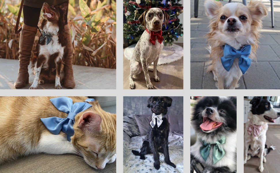 Нашийник для собак Lionet Paws з метеликом - зручний шовковий нашийник для маленьких собак, розмір 25-40 см. Білий комплект (1 шт.)