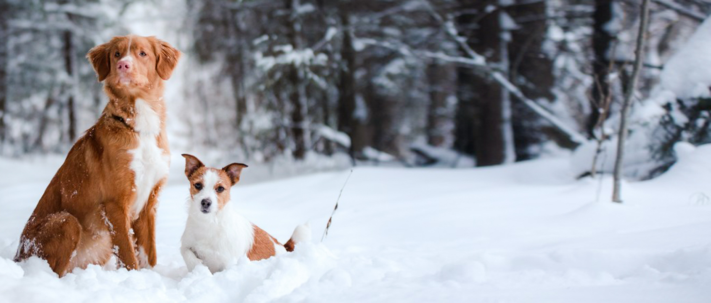 Теплий зимовий одяг для собак VIVAGLORY Frostfit: софтшелл з підкладкою з флісу, захист від снігу та холоду, світловідбиваючі елементи, сірий, XS (37-44см)