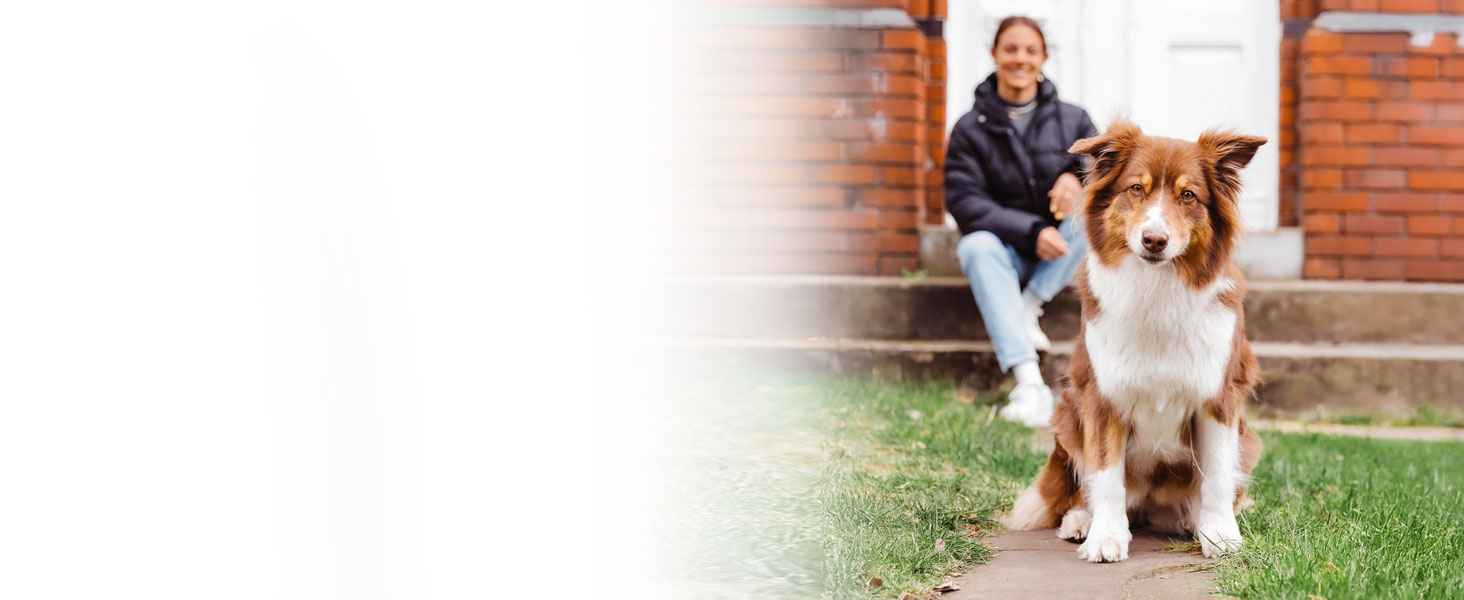 Гребінець для собак та котів з довгим хутром BluePet: видаляє підшерстя та ковтуни, захищає верхній шар, для собак M-L, рожевий