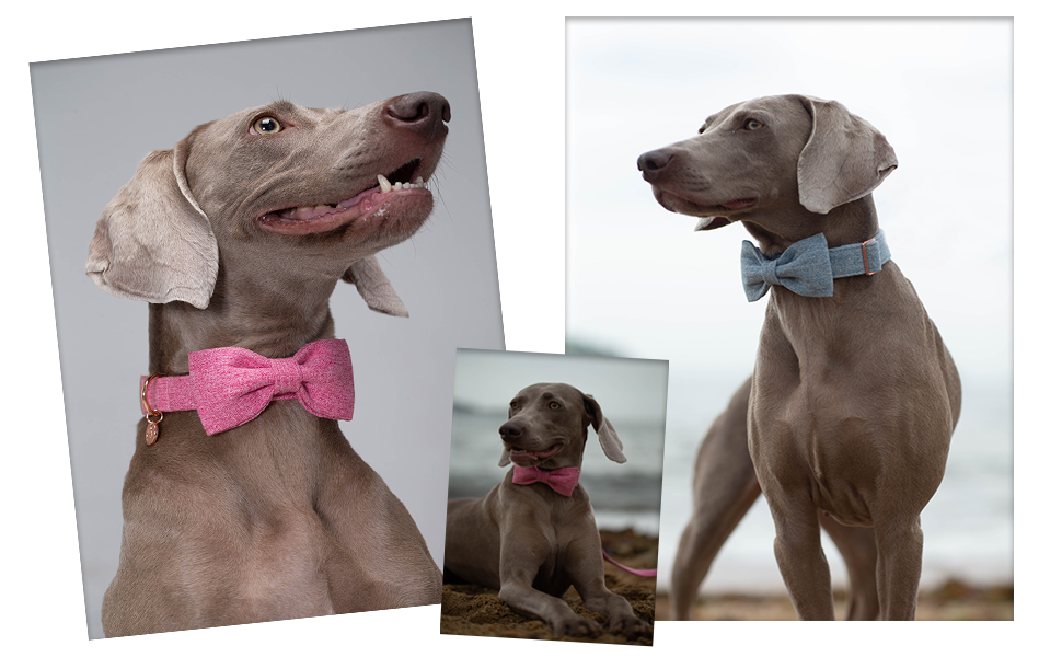 Елегантний собачий нашийник з бантиком DOGWONG, білий, для собак малого та середнього розміру, зручний та регульований, подарунок для дівчаток та хлопчиків