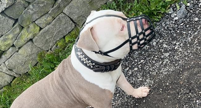Нашийник-маска для собак L&J Pets з м'якої шкіри, чорного кольору, для Джек Рассел та подібних порід (JA2, JA3)