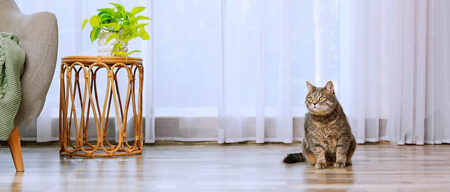 Кігтеточка-ліжко для котів, ліжко для котів середнього розміру (сірий, M), з м'якими подушками